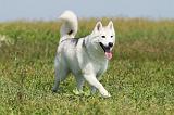 SIBERIAN HUSKY 154